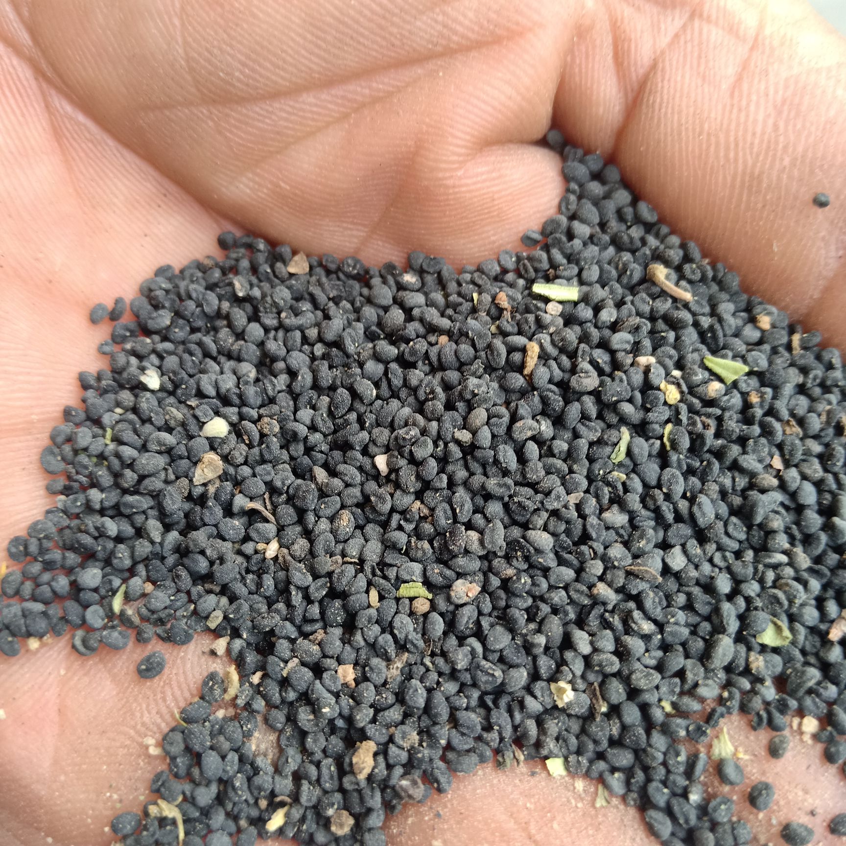 黄芩种子  当年产新种子 发芽率高 质量有保证